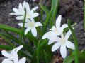 Chionodoxa luciliae var. alba - ladonička - celá rostlina - 2.4.2005 - Lanžhot (BV) - soukromá zahrada