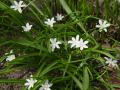 Chionodoxa luciliae var. alba - ladonička - celá rostlina - 9.4.2006 - Lanžhot (BV) - soukromá zahrada