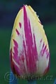 Tulipa Striped Bellona - tulipán Striped Bellona - květ - 16.4.2007 - Lanžhot (BV) - soukromá zahrada