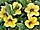 Petunia 'Million Bells Lemon 06' petúnie 'Million Bells Lemon 06'