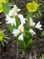 Puschkinia libanotica var. alba - puškinie - celá rostlina - 26.3.2005 - Lanžhot (BV) - soukromá zahrada