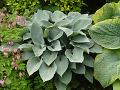 Hosta 'Halcyon' bohyška 'Halcyon'