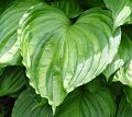 Hosta fortunei Albopicta - bohyška Albopicta - list - 6.6.2004 - Lanžhot (BV) - soukromá zahrada