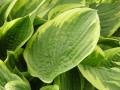 Hosta fortunei var. aureomarginata - bohyška - list - 14.5.2006 - Lanžhot (BV) - soukromá zahrada