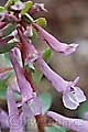 Corydalis solida - dymnivka plná - květ - 17.3.2007 - Lanžhot (BV) - soukromá zahrada