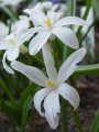 Chionodoxa luciliae var. alba - ladonička - květ - 2.4.2005 - Lanžhot (BV) - soukromá zahrada