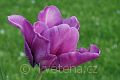 Tulipa 'Blue Parrot' tulipán 'Blue Parrot'