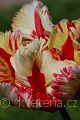 Tulipa Flaming Parrot - tulipán Flaming Parrot - květ - 22.4.2007 - Lanžhot (BV) - soukromá zahrada