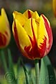 Tulipa Striped Bellona - tulipán Striped Bellona - květ - 20.4.2008 - Lanžhot (BV) - soukromá zahrada