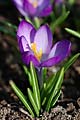 Crocus tommasinianus Ruby Giant - šafrán Tommasiniho Ruby Giant - květ - 8.3.2008 - Lanžhot (BV) - soukromá zahrada