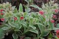 Pulmonaria rubra David Ward - plicník David Ward - celá rostlina - 17.3.2007 - Lanžhot (BV) - soukromá zahrada