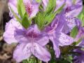 Rhododendron obtusum Ledikanense - pěnišník Ledikanense - květ - 8.5.2006 - Lanžhot (BV) - soukromá zahrada