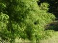 Taxodium distichum - tisovec dvouřadý - větev - 28.8.2004 - Lednice (BV) - zámecký park