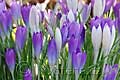 Crocus tommasinianus - šafrán Tommasiniho - celá rostlina - 11.2.2007 - Lanžhot (BV) - soukromá zahrada