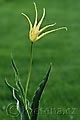 Tulipa acuminata - tulipán hrotnatý - celá rostlina - 20.4.2008 - Lanžhot (BV) - soukromá zahrada