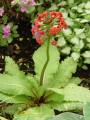 Primula japonica - prvosenka - celá rostlina - 14.5.2006 - Lanžhot (BV) - soukromá zahrada