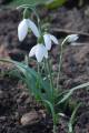 Galanthus nivalis - sněženka podsněžník - celá rostlina - 17.2.2007 - Lanžhot (BV) - soukromá zahrada