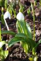 Galanthus woronowii - sněženka - celá rostlina - 11.2.2007 - Lanžhot (BV) - soukromá zahrada