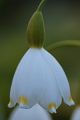 Leucojum aestivum - bledule letní - květ - 17.4.2005 - Lanžhot (BV) - soukromá zahrada