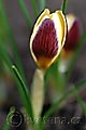 Crocus chrysanthus Herald - šafrán Herald - květ - 2.3.2008 - Lanžhot (BV) - soukromá zahrada