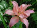 Lilium 'Afrodite' lilie 'Afrodite'