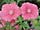 Petunia 'Surfinia TableSalmon Red' petúnie 'Surfinia Table Salmon Red'