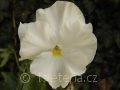 Viola ×wittrockiana 'Carneval®F1 White' violka ×wittrockiana 'Carneval®F1 White'