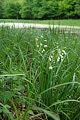 Leucojum aestivum - bledule letní - celá rostlina - 8.5.2007 - Lanžhot (BV) - Obora - Soutok