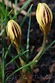 Crocus chrysanthus Gipsy Girl - šafrán Gipsy Girl - květ - 14.3.2009 - Lanžhot (BV) - soukromá zahrada