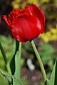 Tulipa Calibra - tulipán Calibra - květ - 20.4.2008 - Lanžhot (BV) - soukromá zahrada