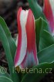 Tulipa kaufmanniana Johann Strauss - tulipán Kaufmannův  Johann Strauss - květ - 17.3.2007 - Lanžhot (BV) - soukromá zahrada