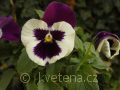 Viola ×wittrockiana Carneval®F1 Purple and White - violka ×wittrockiana Carneval®F1 Purple and White - květ - 7.10.2006 - Lanžhot (BV) - soukromá zahrada