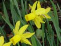 Narcissus Little Witch - narcis - květ - 17.4.2005 - Lanžhot (BV) - soukromá zahrada