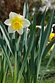 Narcissus Smiling Sun - narcis Smiling Sun - celá rostlina - 13.4.2007 - Lanžhot (BV) - soukromá zahrada