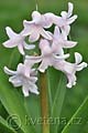 Hyacinthus China Pink - hyacint China Pink - květ - 5.4.2011 - Lanžhot (BV) - soukromá zahrada