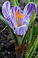 Crocus Pickwick - šafrán Pickwick - květ - 29.3.2008 - Lanžhot (BV) - soukromá zahrada