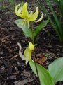 Erythronium Pagoda - kandík - celá rostlina - 17.4.2005 - Lanžhot (BV) - soukromá zahrada