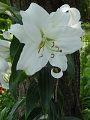 Lilium Casa Blanca - lilie Casa Blanca - celá rostlina - 25.7.2004 - Lanžhot (BV) - soukromá zahrada