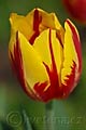 Tulipa Striped Bellona - tulipán Striped Bellona - květ - 20.4.2008 - Lanžhot (BV) - soukromá zahrada