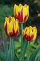 Tulipa Striped Bellona - tulipán Striped Bellona - celá rostlina - 20.4.2008 - Lanžhot (BV) - soukromá zahrada