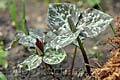 Trillium cuneatum trojčet