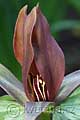 Trillium cuneatum - trojčet - květ - 14.4.2009 - Lanžhot (BV) - soukromá zahrada