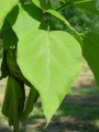 Catalpa bignonioides - katalpa trubačovitá - list - 6.6.2003 - Lednice (BV) - zámecký park