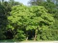 Catalpa bignonioides - katalpa trubačovitá - celá rostlina - 1.8.2003 - Lednice (BV) - zámecký park