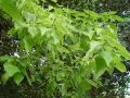 Catalpa bignonioides - katalpa trubačovitá - větev - 6.9.2003 - Lednice (BV) - zámecký park