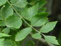 Koelreuteria paniculata - svitel latnatý - list - 12.8.2004 - Lednice (BV) - zámecký park