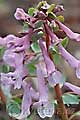 Corydalis solida - dymnivka plná - květ - 17.3.2007 - Lanžhot (BV) - soukromá zahrada