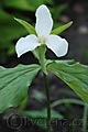 Trillium grandiflorum - trojčet - celá rostlina - 28.4.2008 - Lanžhot (BV) - soukromá zahrada