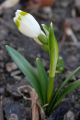 Leucojum vernum - bledule jarní - celá rostlina - 25.2.2007 - Lanžhot (BV) - soukromá zahrada