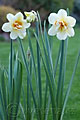 Narcissus Flower Drift - narcis Flower Drift - celá rostlina - 12.4.2007 - Lanžhot (BV) - soukromá zahrada